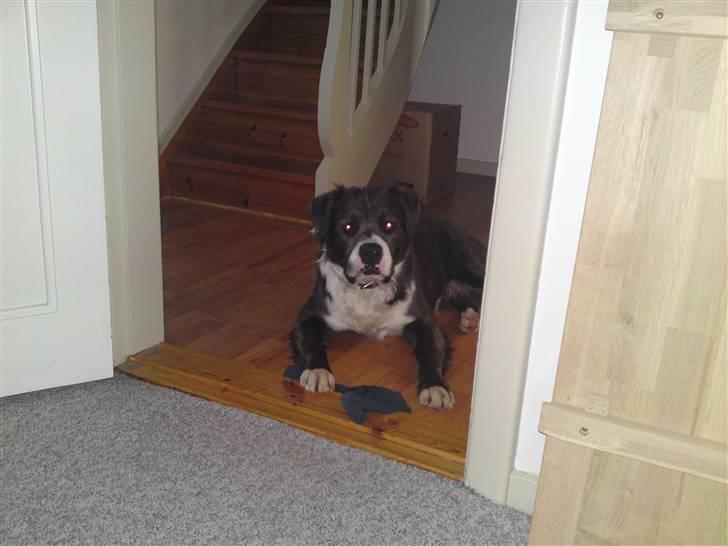 Blanding af racer Isam billede 7