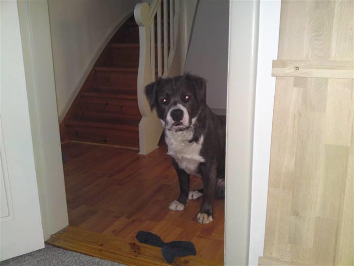 Blanding af racer Isam billede 8