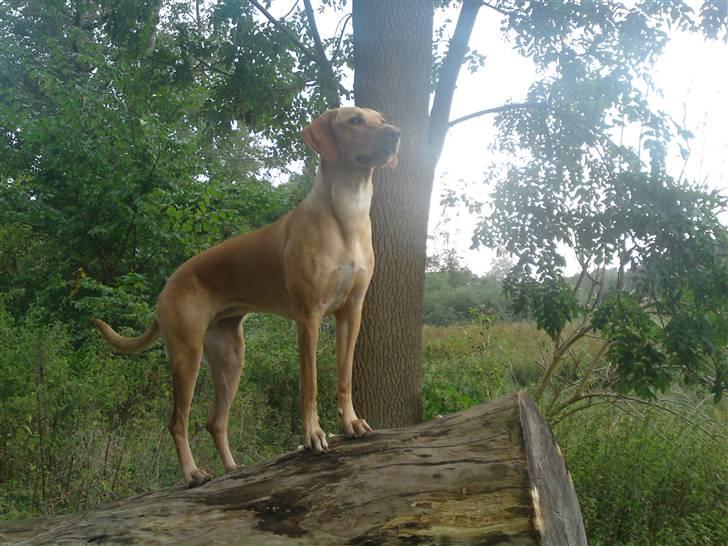 Labrador retriever Sika billede 20