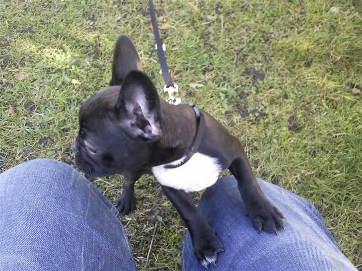 Fransk bulldog Alma billede 1