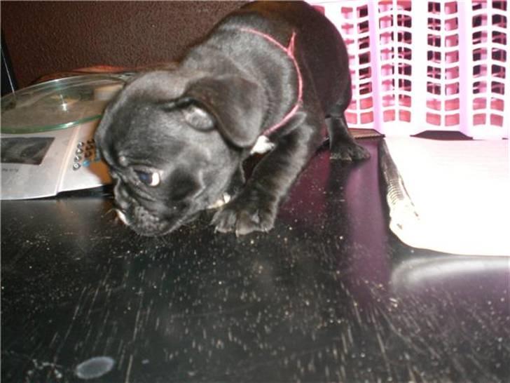 Fransk bulldog Alma billede 2