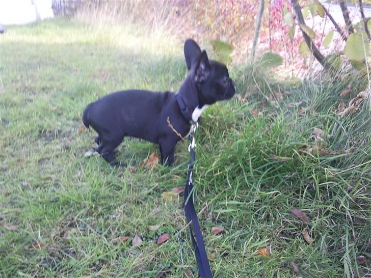 Fransk bulldog Alma billede 3