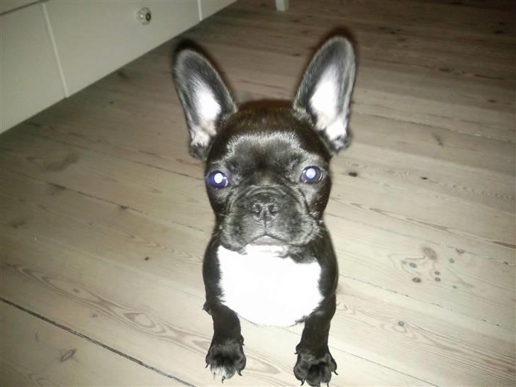 Fransk bulldog Alma billede 4