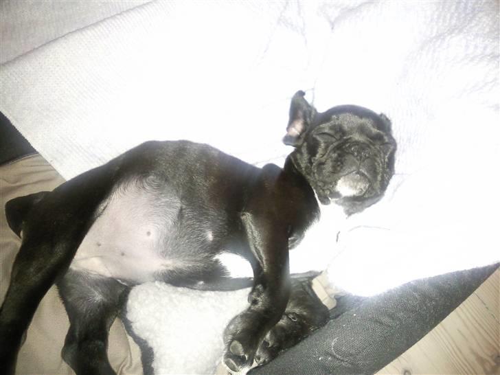 Fransk bulldog Alma billede 5