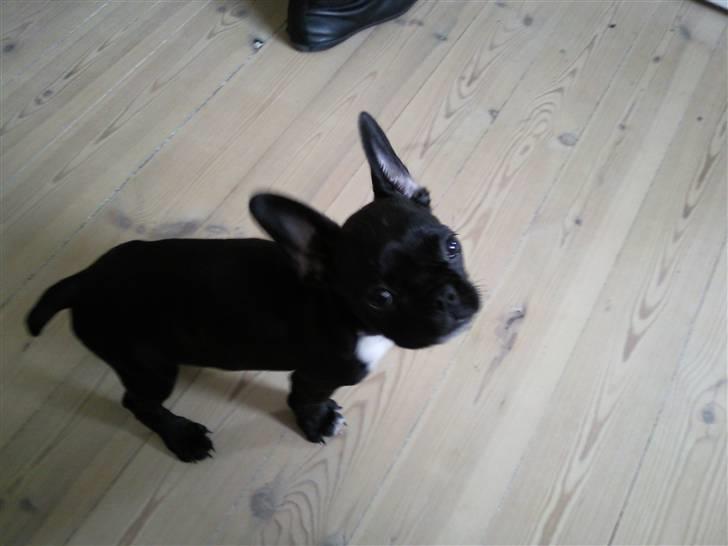 Fransk bulldog Alma billede 6