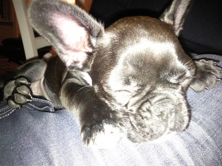 Fransk bulldog Alma billede 7