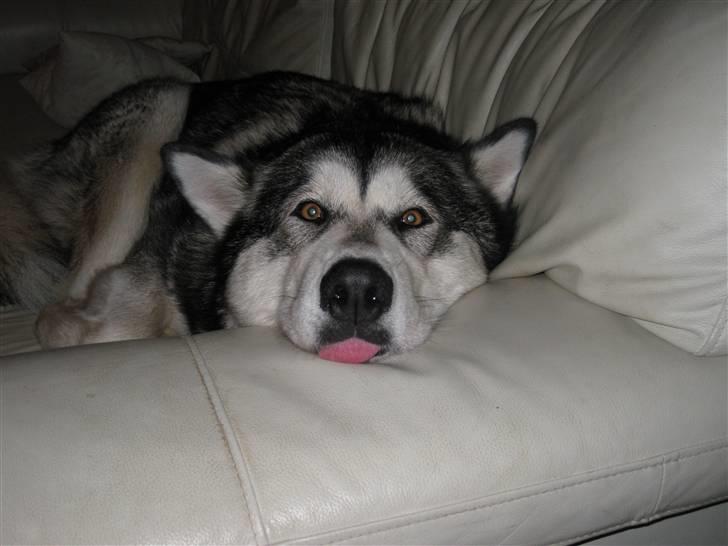 Alaskan malamute YukonJak's Willow Wind billede 10