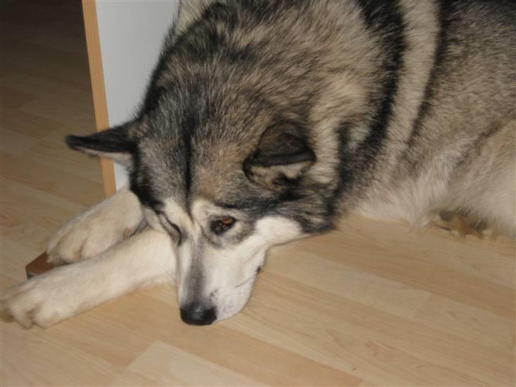 Alaskan malamute YukonJak's Willow Wind billede 11