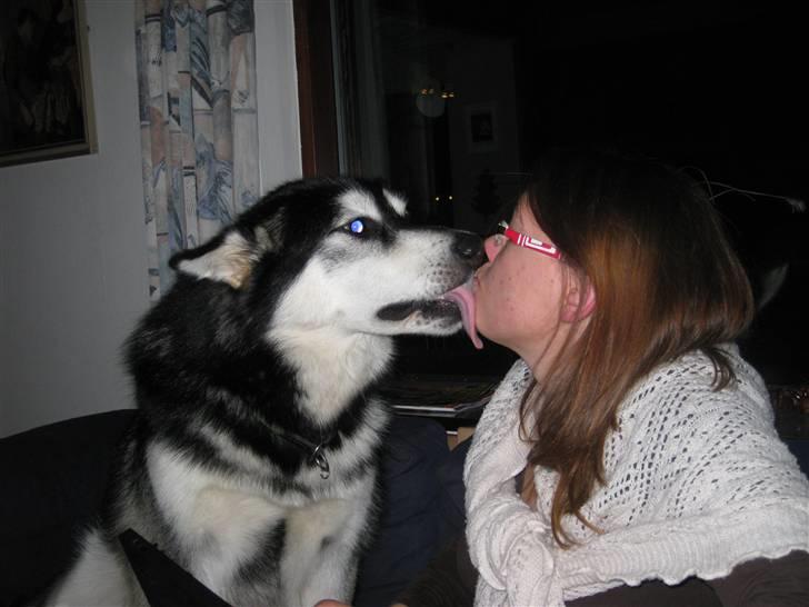 Alaskan malamute Kota*RIP* billede 14