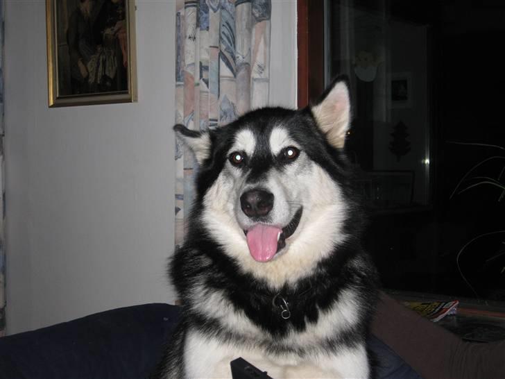 Alaskan malamute Kota*RIP* billede 15