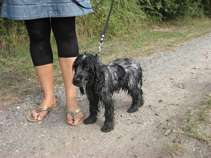 Cocker spaniel Kenzo - Har lige været i en mose og bade lidt, dejligt :) billede 8