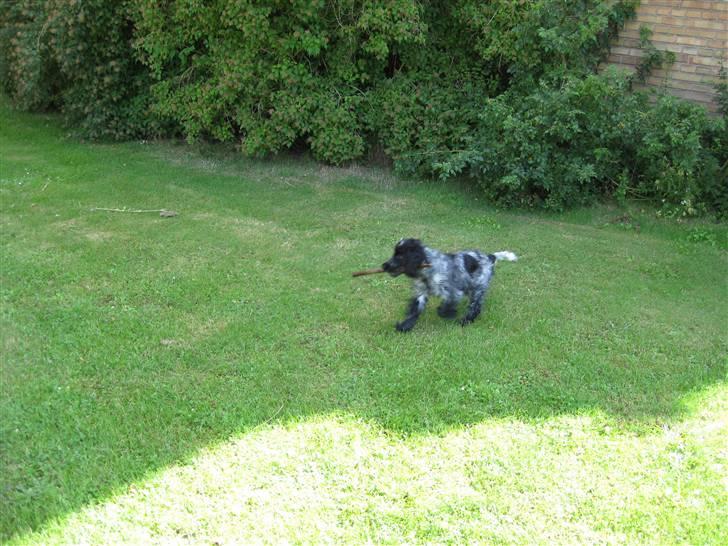 Cocker spaniel Kenzo billede 9