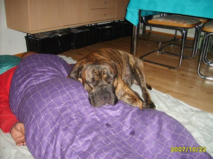 Boerboel Anasha Zanto - Sove sammen med far. billede 16