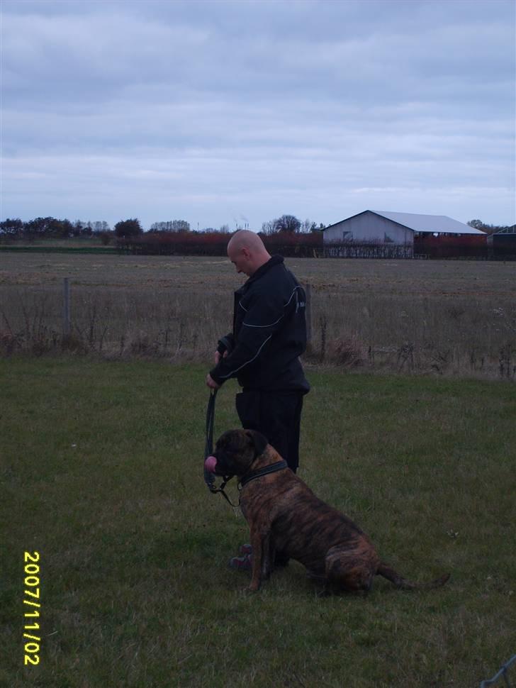 Boerboel Anasha Zanto - Hunde træninng. billede 17