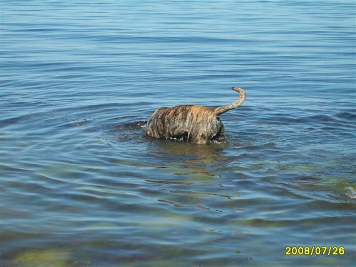Boerboel Anasha Zanto billede 18