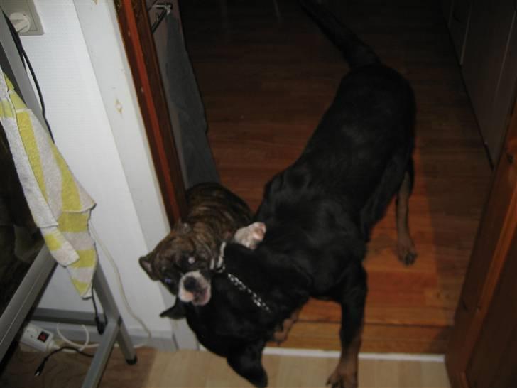 Olde english bulldogge spanger´s Babyface.(ATILA - Far havde sagt ja til at være hunde sitter..Så måtte jo lige starte med at fortælle hvem der bestemmer her hjemme..grrrrrrrrrrr..hi hi billede 5