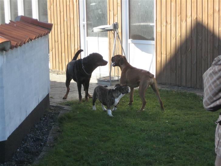 Olde english bulldogge spanger´s Babyface.(ATILA - og der kom en mere...men de er godt nok lidt stor....men tæver dem aligevel....eller....griner billede 6