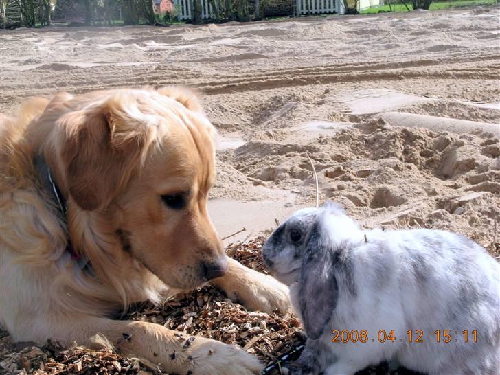 Golden retriever Bacardi - Bacardi og Sally i 08.. sally er desværre død, de var gode venner billede 8
