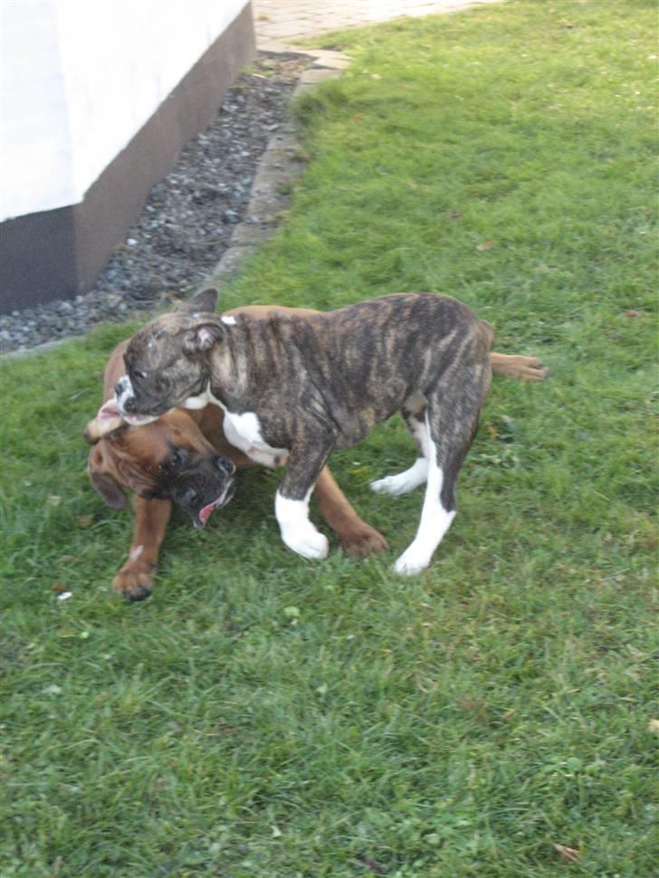 Olde english bulldogge spanger´s Babyface.(ATILA - Bare så dejligt når rødderne kommer og leger.. billede 7