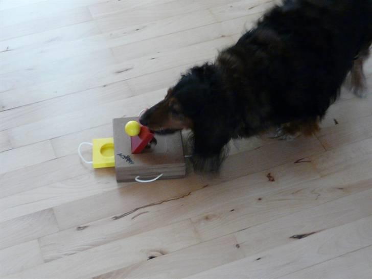 Gravhund Sikko (RIP) billede 19