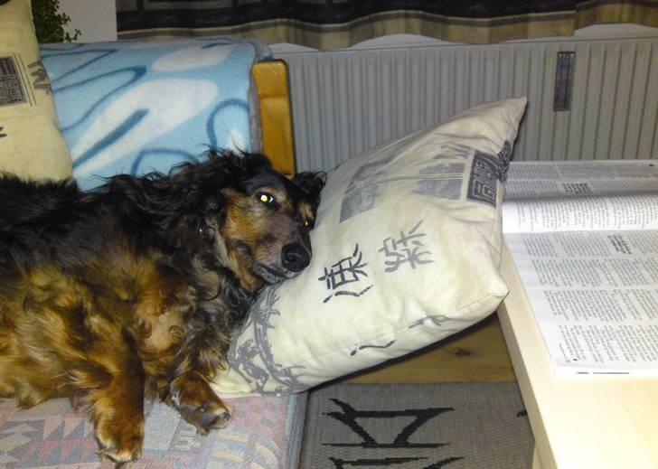 Gravhund Sikko (RIP) billede 20