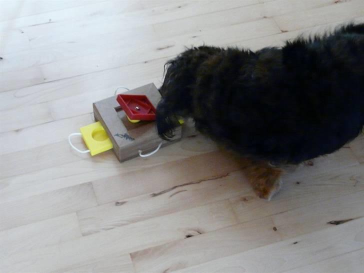 Gravhund Sikko (RIP) billede 21