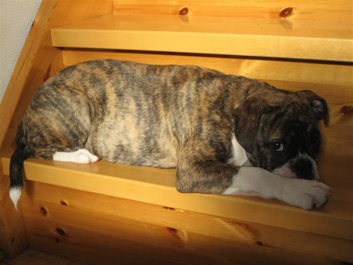 Olde english bulldogge spanger´s Babyface.(ATILA - Hold så med det fotografering far...vil sove billede 8