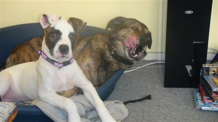 Amerikansk bulldog Freja - Ja nu blev der sku lige sat lidt mad på bordet  billede 13