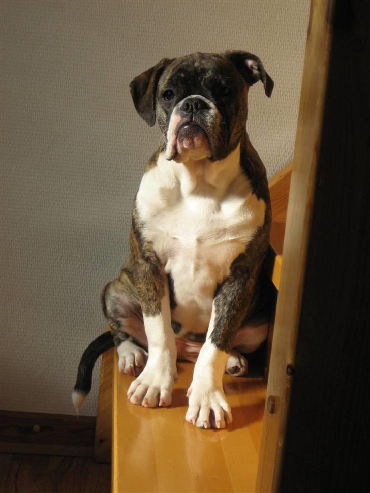 Olde english bulldogge spanger´s Babyface.(ATILA - 17 uger og stadigvæk alt for lækker...syndes i ikke.....vuf billede 9