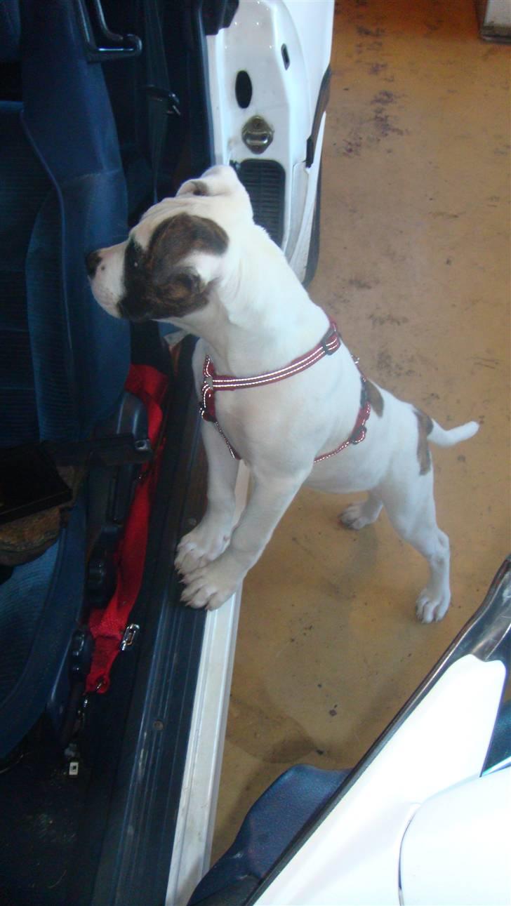 Amerikansk bulldog Freja - Torsten ser ikke jeg hopper ind i han´s bil billede 15