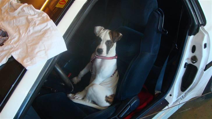 Amerikansk bulldog Freja billede 16