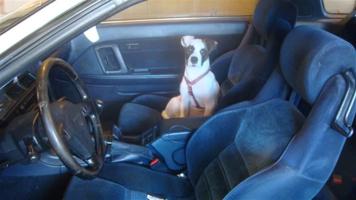 Amerikansk bulldog Freja billede 17