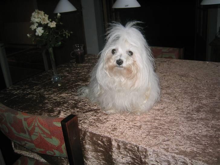 Malteser Sissi (Himmelhund) - Sissi lige før hun blev klippet (fordi hun skulle have hvalpe) billede 4