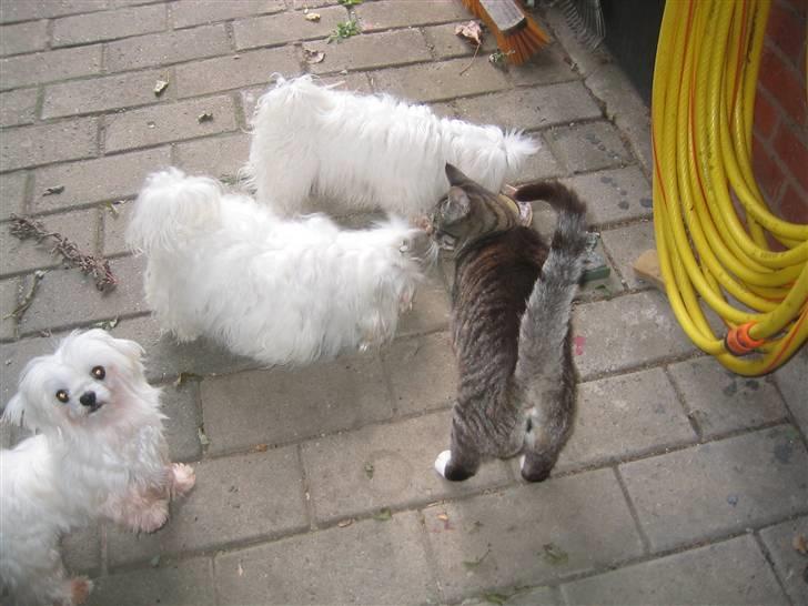 Malteser Sissi (Himmelhund) - Sissi med Bonnie, Maxi og Generalen (katten) billede 5