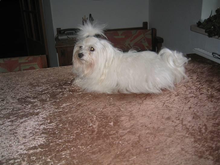 Malteser Bonnie (Himmelhund) - Bonnie lige før hun blev klippet (fordi hun skulle have hvalpe) billede 3