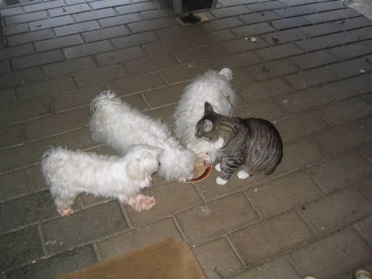 Malteser Bonnie (Himmelhund) - Bonnie med Sisse, Maxi og Generalen (katten) billede 4