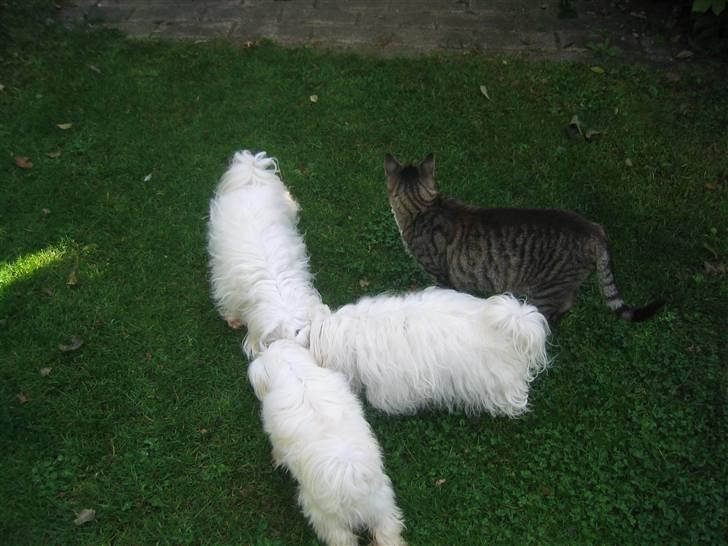 Malteser Bonnie (Himmelhund) - Bonnie, Sissi, Maxi og Generalen i haven billede 5