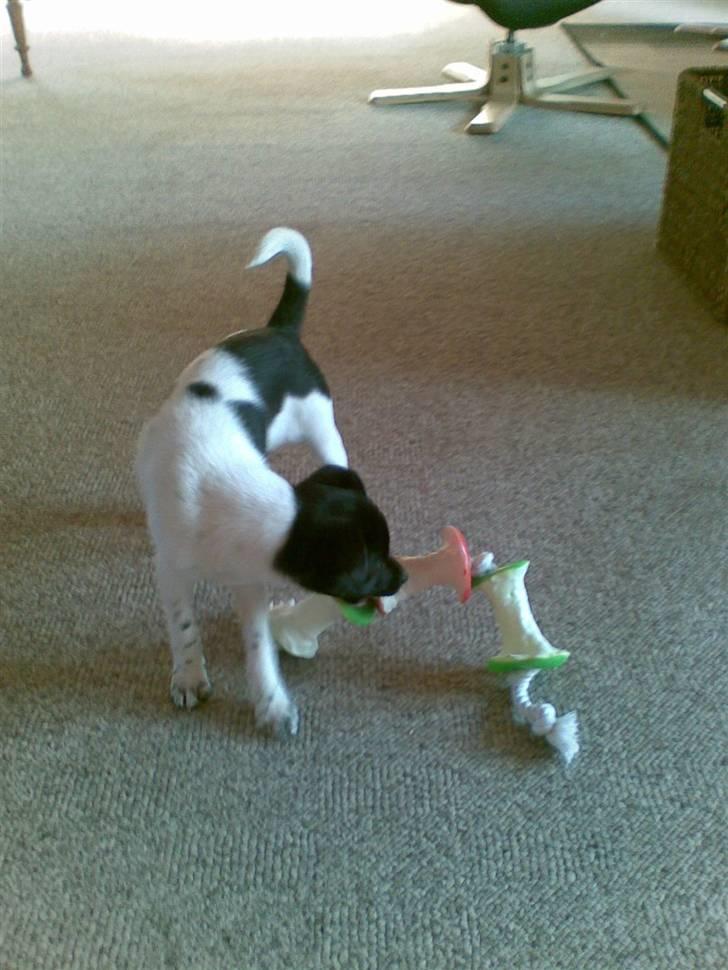 Dansk svensk gaardhund Bella billede 7