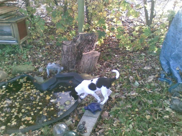 Dansk svensk gaardhund Bella billede 8