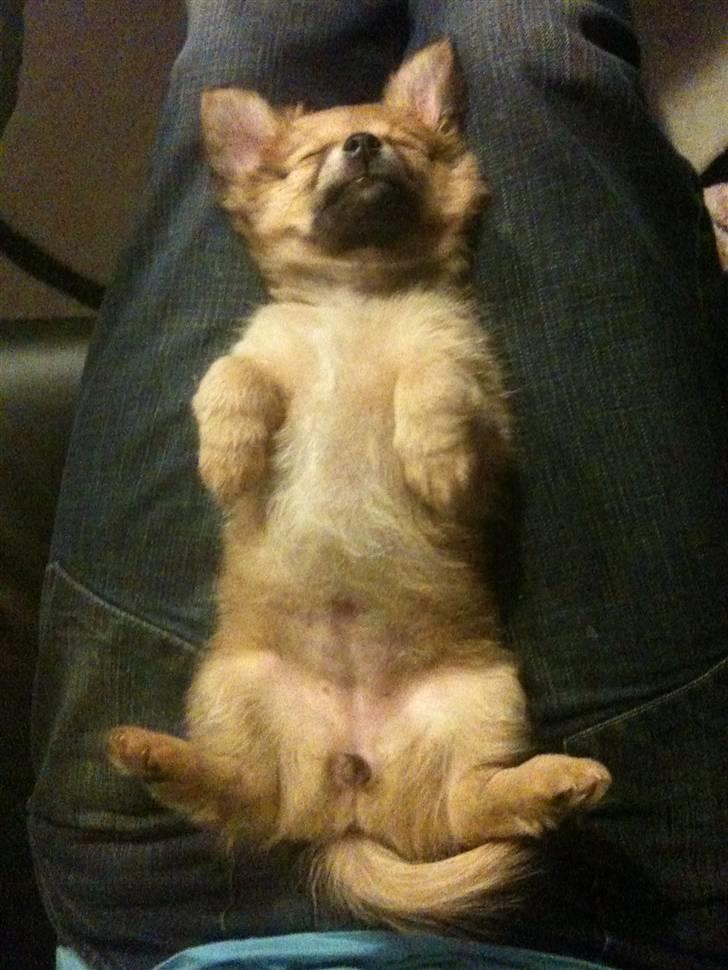 Blanding af racer Chili <3 billede 7