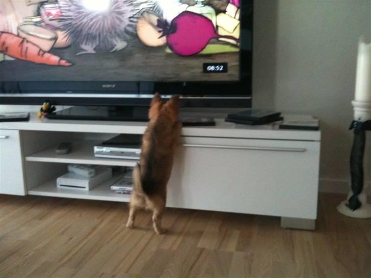 Blanding af racer Chili <3 billede 8