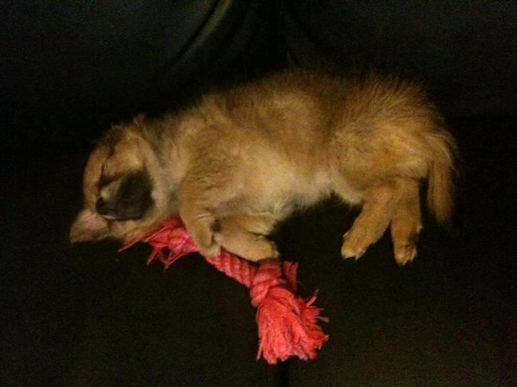 Blanding af racer Chili <3 billede 9