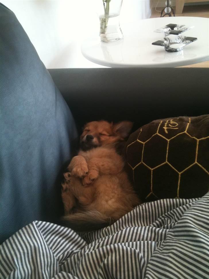 Blanding af racer Chili <3 billede 10