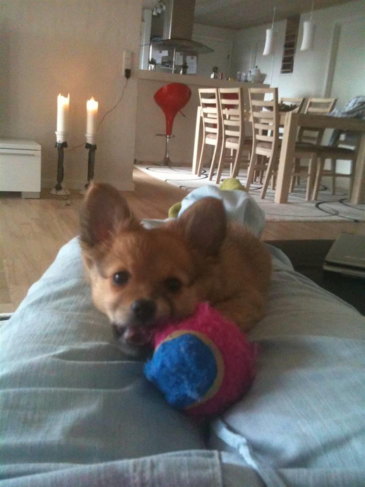 Blanding af racer Chili <3 billede 11