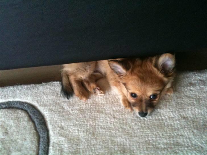 Blanding af racer Chili <3 billede 12