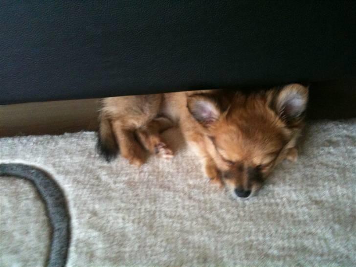 Blanding af racer Chili <3 billede 13