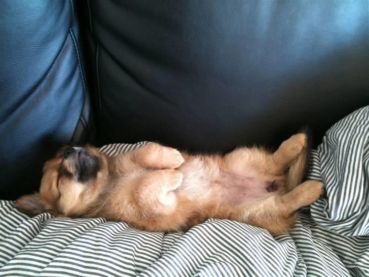 Blanding af racer Chili <3 billede 14