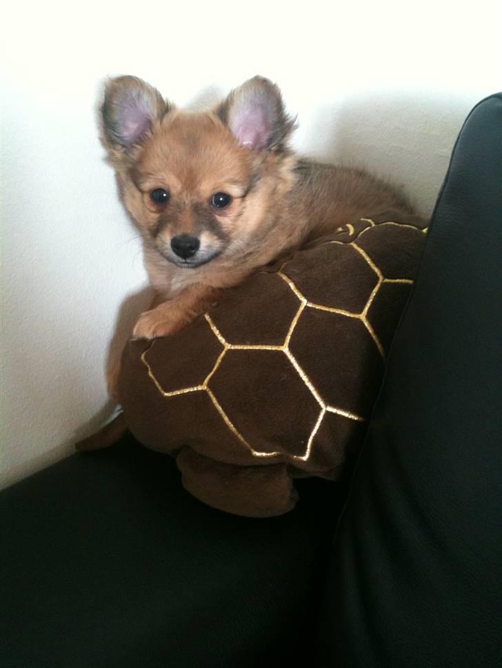 Blanding af racer Chili <3 billede 15