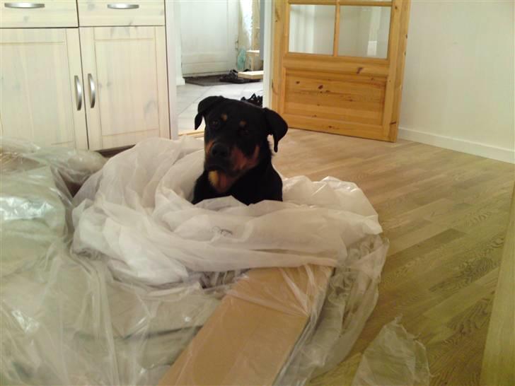 Rottweiler Balou billede 20