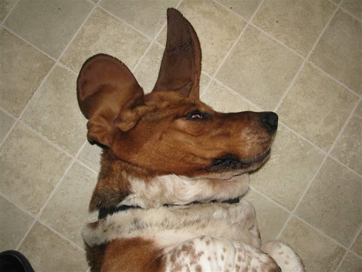 Basset hound Augusta billede 9